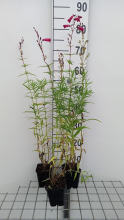 Planten Penstemon 'Schoenholzeri'   pot 9x9 cm  