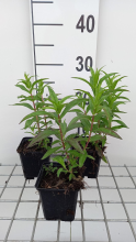 Planten Penstemon 'Sour Grapes'   pot 9x9 cm