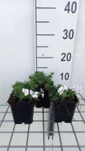 Planten Phlox 'Amazing Grace'   pot 9x9 cm