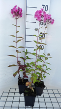 Planten Phlox amplifolia 'Winnetou'   pot 9x9 cm