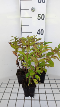 Planten Phlox 'Blue Boy'   pot 9x9 cm  