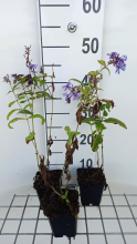Planten Phlox 'Blue Paradise'   pot 9x9 cm  