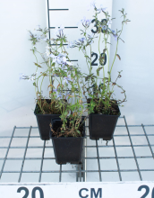 Planten Phlox 'Clouds of Perfume'   pot 9x9 cm