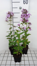 Planten Phlox 'Franz Schubert'   pot 9x9 cm  