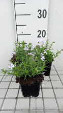 Planten Phlox 'G.F. Wilson'   pot 9x9 cm  