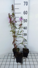 Planten Phlox 'Rosalinde'   pot 9x9 cm
