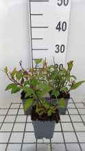 Planten Phygelius x rectus 'African Queen'   pot 9x9 cm