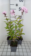 Planten Phlox 'Rosa Pastell'   pot 9x9 cm