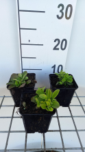 Planten Phlox 'Blue Ridge'   pot 9x9 cm