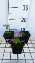 Planten Phlox stolonifera 'Home Fires'   pot 9x9 cm  