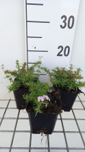 Planten Phlox 'Tamaongalei' (Candy Stripes)   pot 9x9 cm  