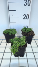 Planten Phlox 'Snowflake'   pot 9x9 cm