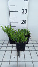 Planten Phlox 'White Delight'   pot 9x9 cm  
