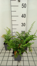 Planten Polystichum acrostichoides   pot 9x9 cm