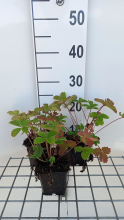 Planten Potentilla 'Gibson's Scarlet'   pot 9x9 cm