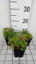 Planten Potentilla megalantha   pot 9x9 cm