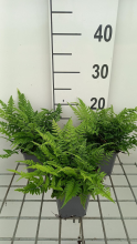 Planten Polystichum tsussimense   pot 9x9 cm  