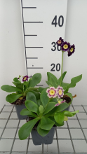 Planten Primula auricula   pot 9x9 cm  