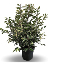 Planten Prunus lusitanica 'Variegata'   pot 12L   60 80 cm