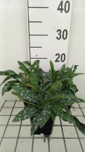 Planten Pulmonaria longifolia 'E.B. Anderson'   pot 9x9 cm