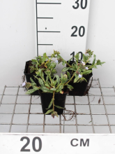 Planten Pulmonaria 'Ocupol' (Opal)   pot 9x9 cm  