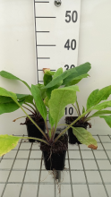 Planten Pulmonaria rubra   pot 9x9 cm
