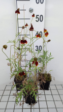 Planten Ratibida columnifera var. Pulcherrima   pot 9x9 cm  
