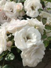Planten Rosa 'Taniripsa' (Aspirin Rose, Special Child)   blote wortel