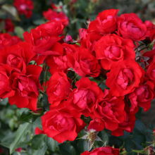 Planten Rosa 'Korschwill' (Black Forest Rose)   blote wortel