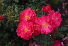 Planten Rosa 'Aromikeh' (Hotline)   Blote wortel