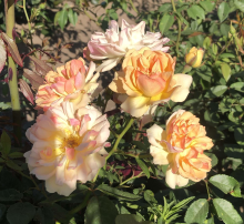 Planten Klimrozen   oranje   pot   klimroos