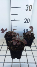 Planten Rodgersia 'Chocolate Wings'   pot 9x9 cm