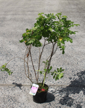 Planten Rosa rugosa   pot   40 60 cm  