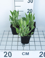 Planten Rudbeckia fulgida var. Deamii   pot 9x9 cm  