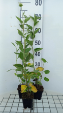 Planten Rudbeckia subtomentosa 'Little Henry'   pot 9x9 cm