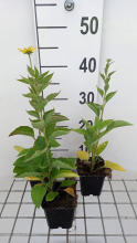 Planten Rudbeckia subtomentosa   pot 9x9 cm