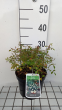 Planten Rosa 'White Fairy'   pot