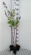 Planten Salvia 'Amistad'   pot 9x9 cm  