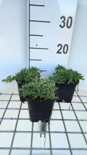 Planten Saponaria 'Bressingham'   pot 9x9 cm