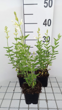 Planten Salvia greggii 'Alba'   pot 9x9 cm