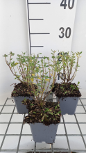 Planten Salvia greggii 'Blue Note'   pot 9x9 cm  