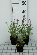 Planten Salvia greggii 'Joy'   pot 9x9 cm  