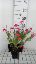 Planten Salvia greggii 'Lipstick'   pot 9x9 cm