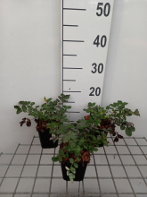 Planten Sanguisorba menziesii   pot 9x9 cm