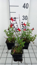 Planten Salvia 'Royal Bumble'   pot 9x9 cm  