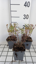Planten Salvia x jamensis 'Dyspurp' (Amethyst Lips)   pot 9x9 cm  