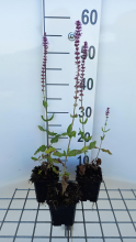 Planten Salvia nemorosa 'Amethyst'   pot 9x9 cm  