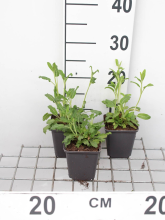 Planten Salvia nemorosa   pot 9x9 cm