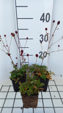 Planten Sanguisorba officinalis   pot 9x9 cm  