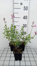 Planten Salvia microphylla 'Pink Beauty'   pot 9x9 cm  